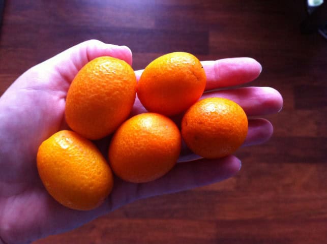 Kumquat 1 (Small)