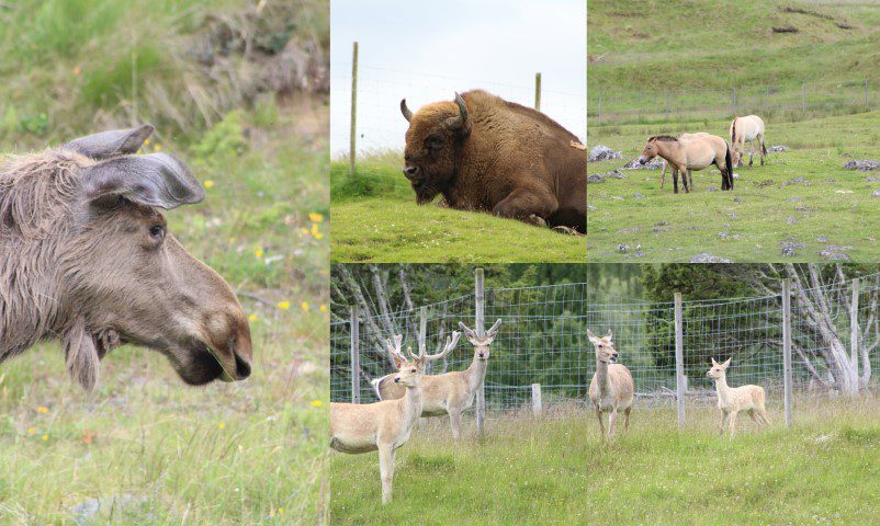 RZSS Highland Wildlife Park