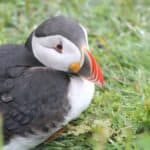 Puffin