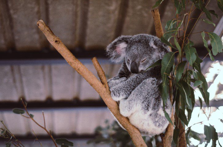 Reizen naar wijnland Australië