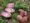 Nieuwe roze aardappelras - naamloos
