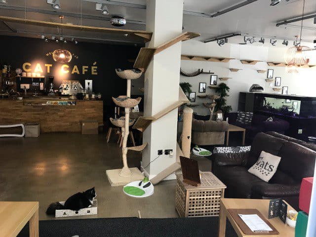 Cat Cafe Manchester