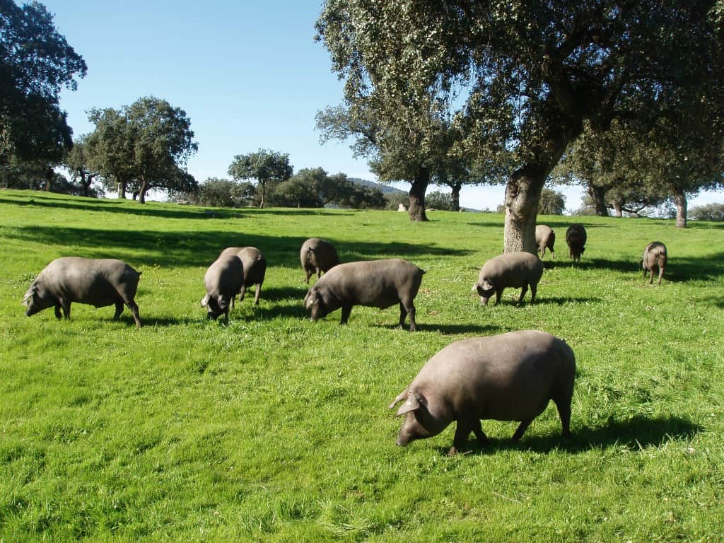 Pigs Extremadura