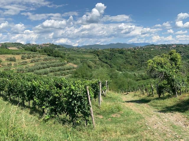 De Vipava Vallei in Slovenië, een prachtig wijngebied