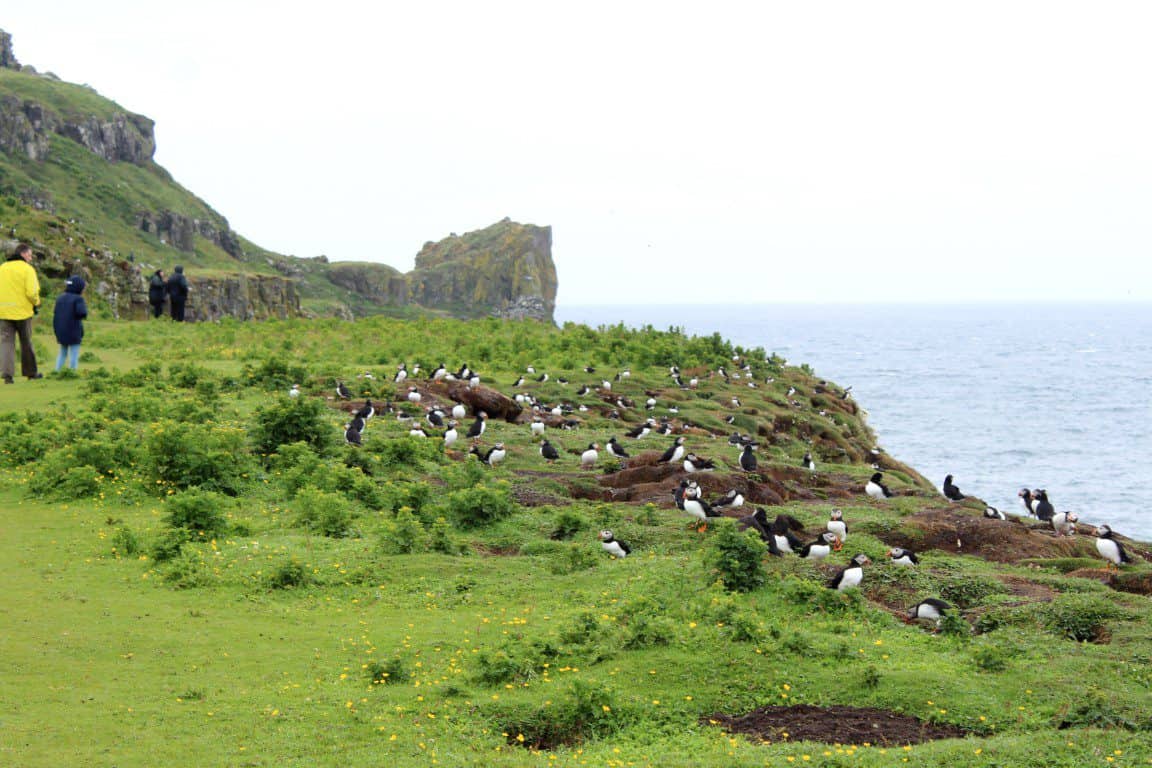 Puffin spotten in Schotland op de Treshnish isles