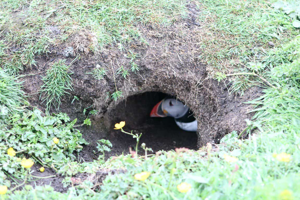 Puffin in a burrow