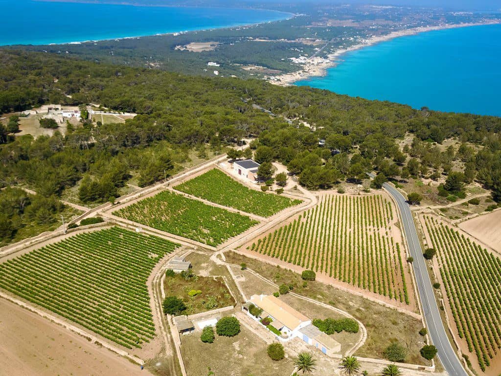 Bodega Terramoll - wijnhuis op Formentera, Spanje