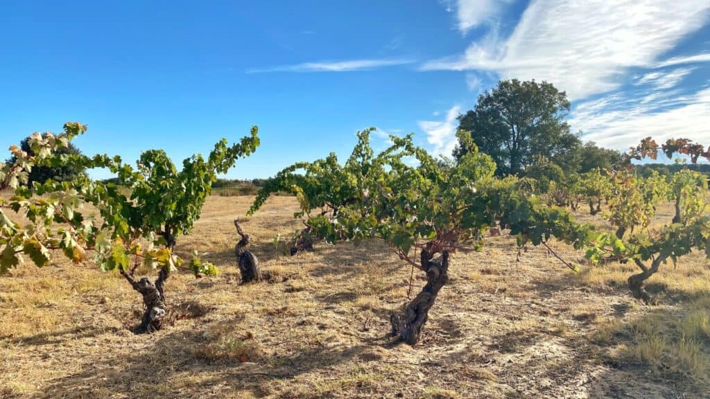 Ribera del Duero vineyards 