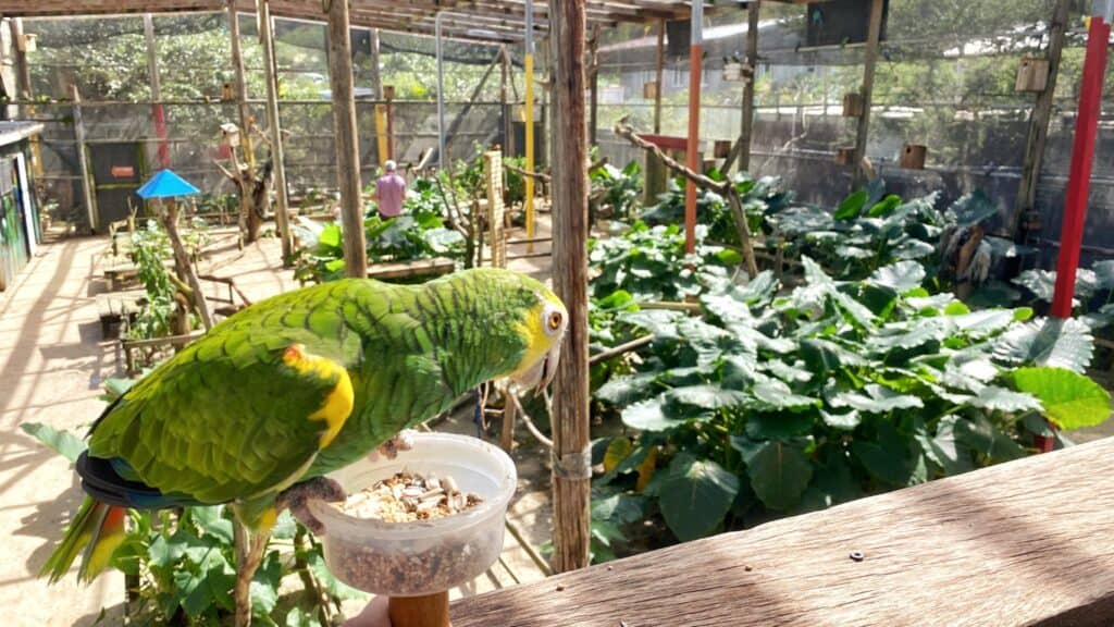 Parrot Ville Bird Park Sint Maarten