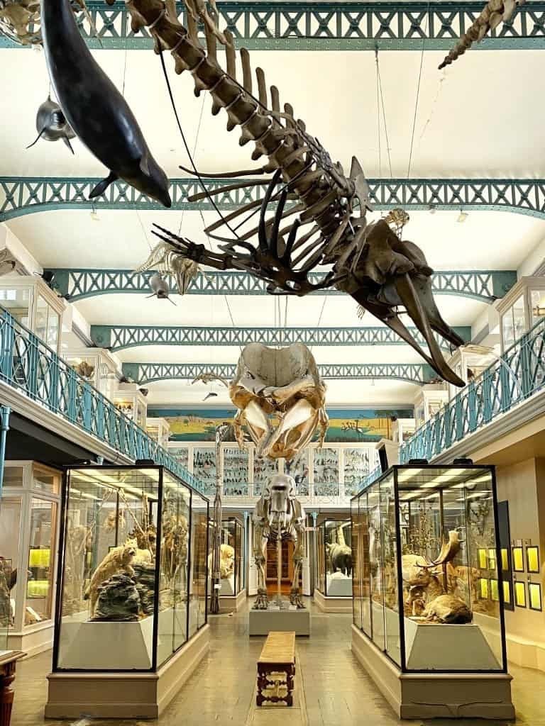Natuurhistorisch Museum Lille 